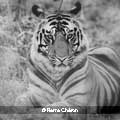 01-Tigre-du-bengale
