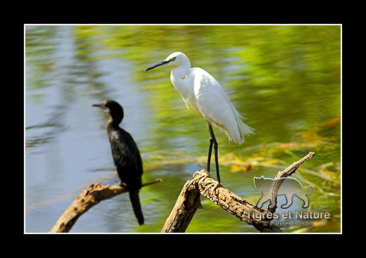 11-Aigrette-et-cormoran