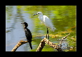 11-Aigrette-et-cormoran