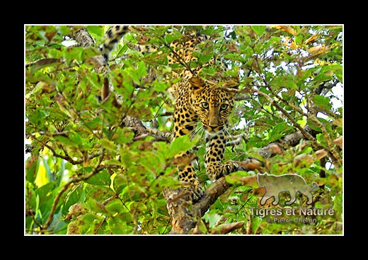 20-Leopard