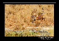 _IN10664-tigre,-Bandhavgarh