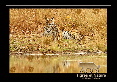 _IN10442-tigre,-Bandhavgarh