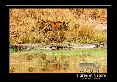 _IN10467-tigre,-Bandhavgarh